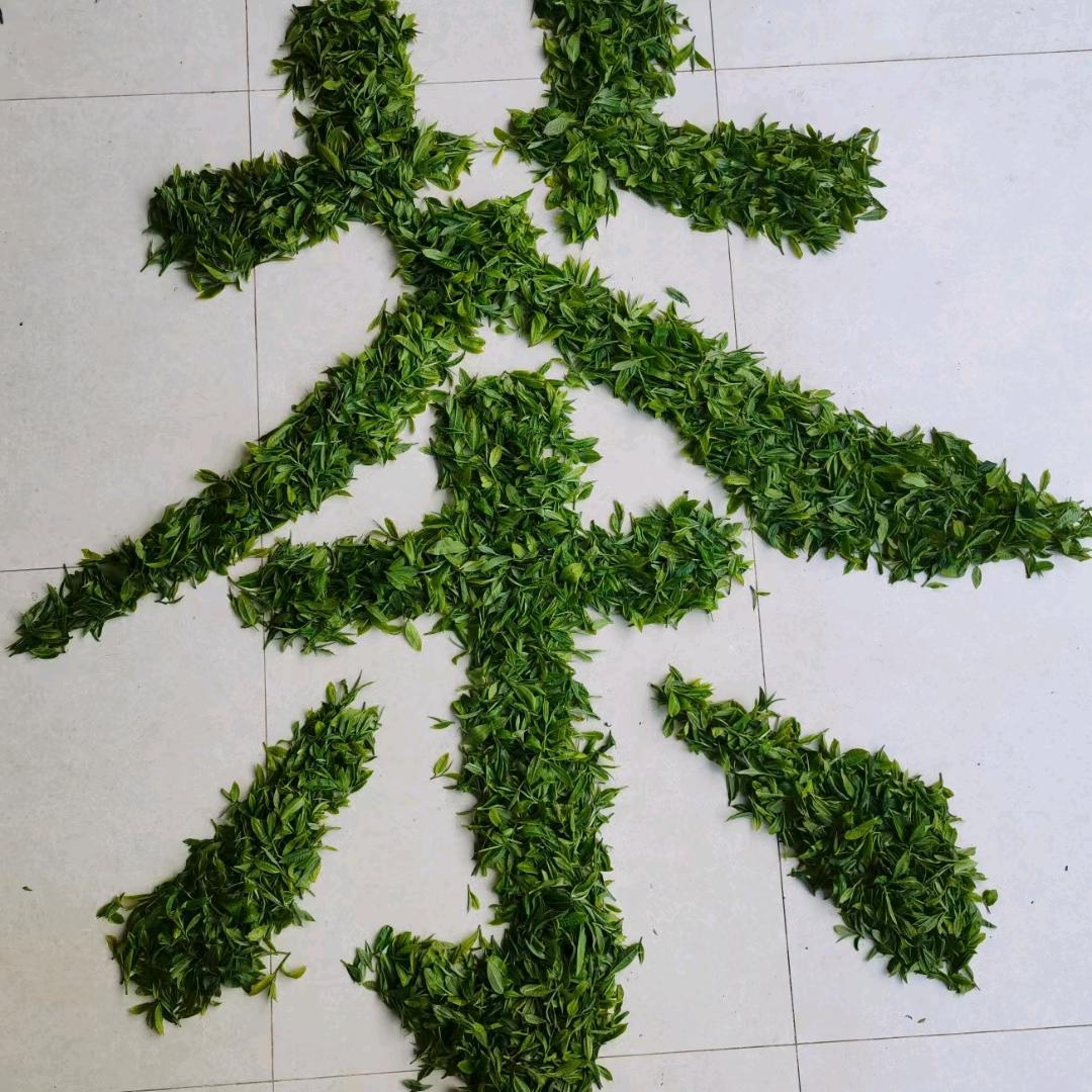 白茶小王子