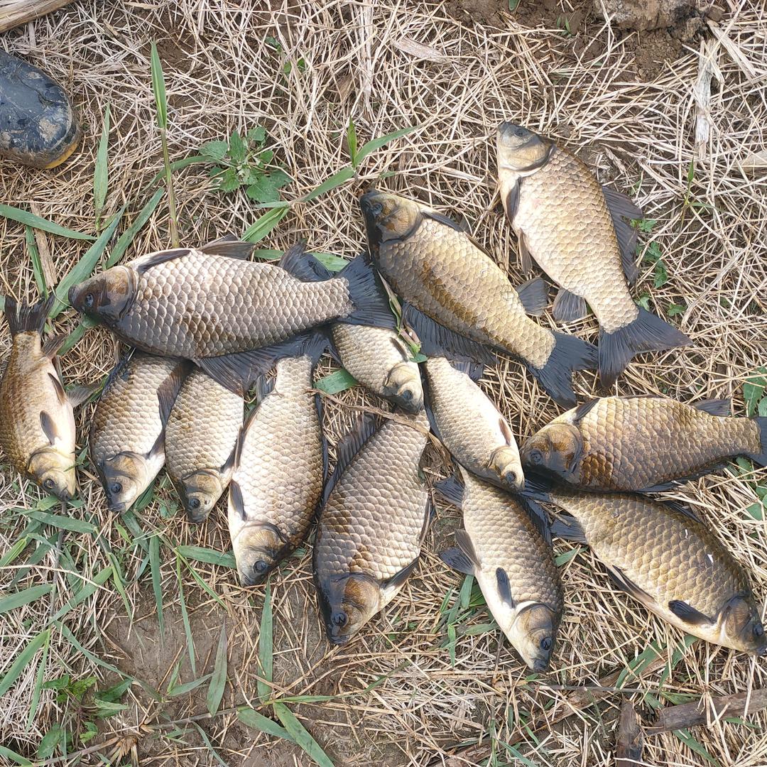 绝情钩