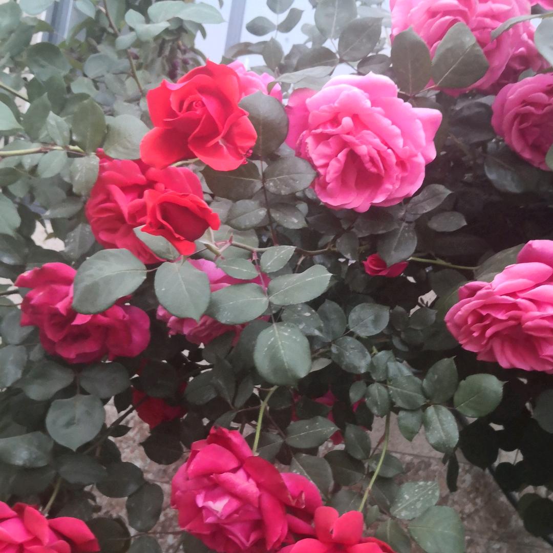 🌹相识是缘🌹
