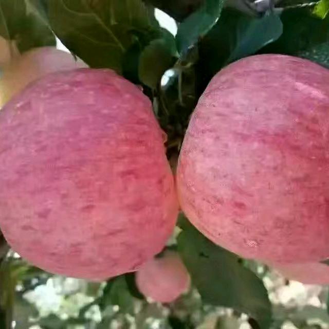 圆梦（苹果代收）