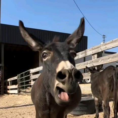 做一头快乐的LV