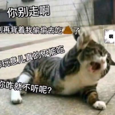 鸽子花开满天星（互关互粉）