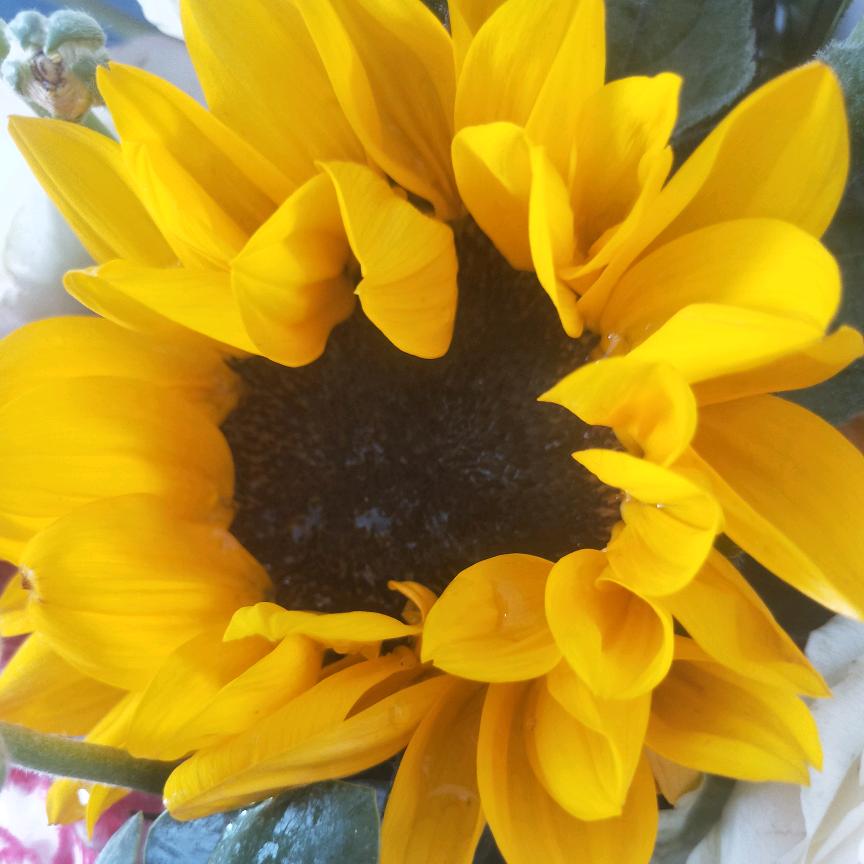 ☀葵花🌻