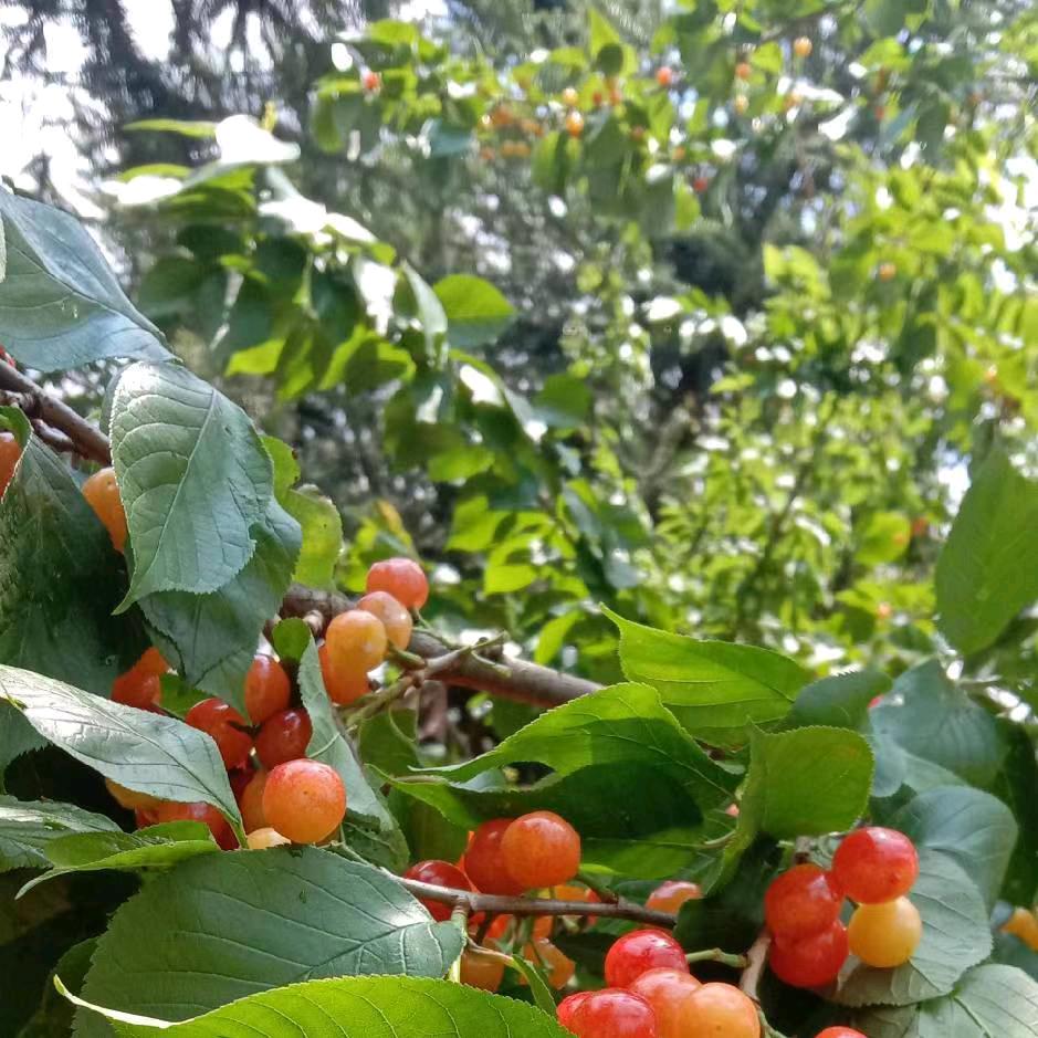 浪漫情缘