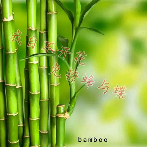 bamboo
