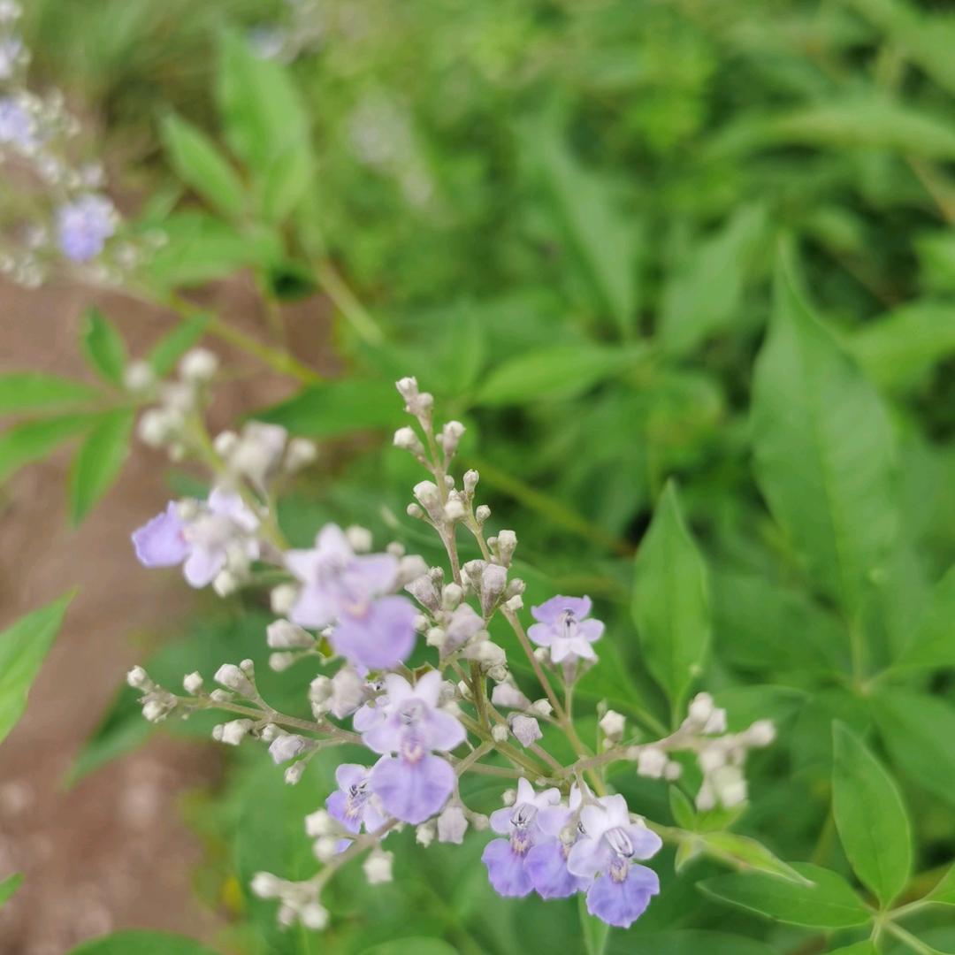 知夏
