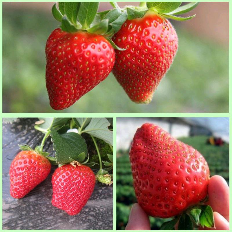 梓埠小赵奶油草莓采摘园