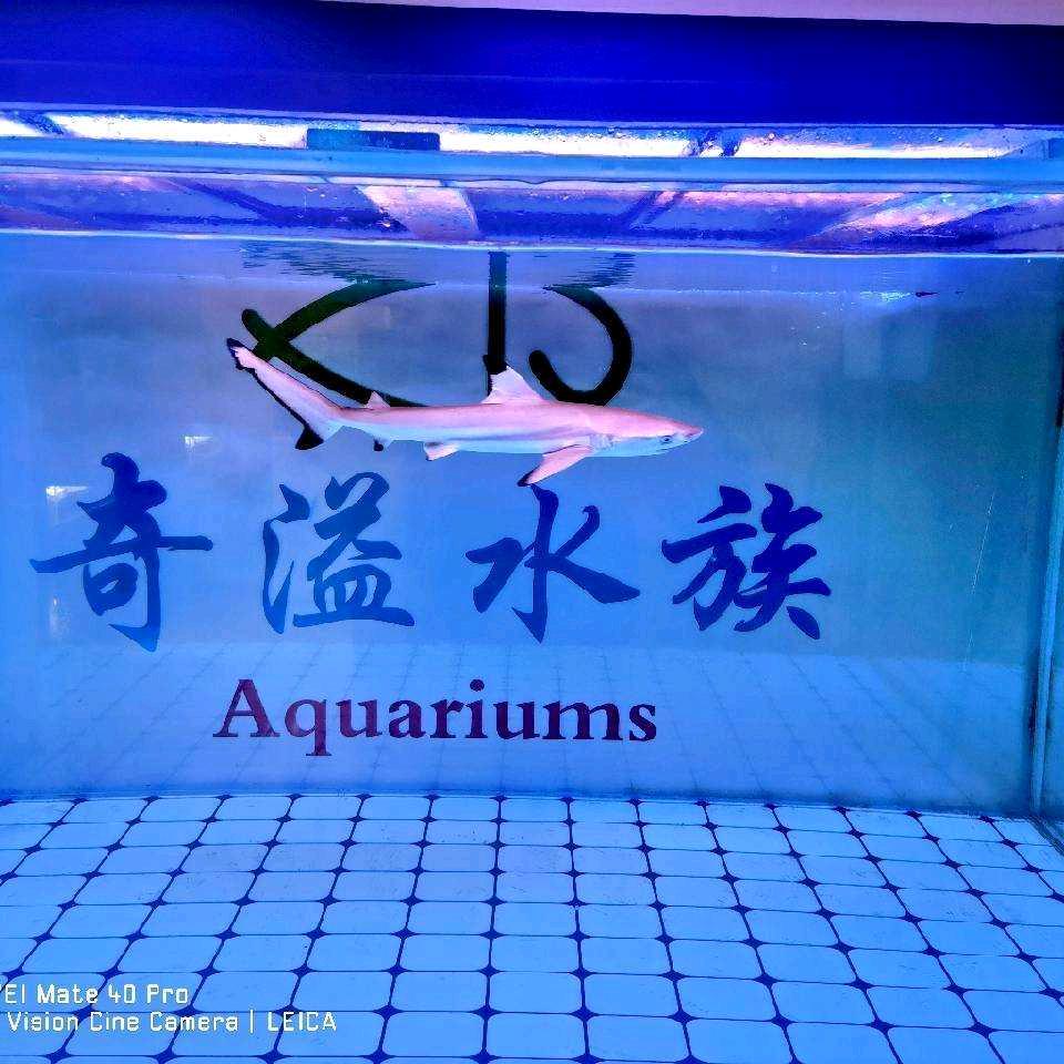 奇溢水族