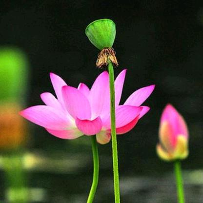 四季如花  （郭）