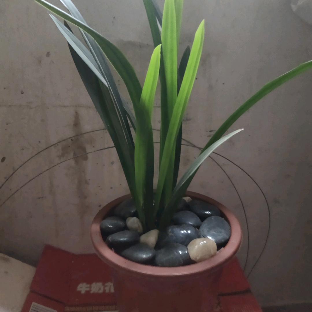 杨三妹