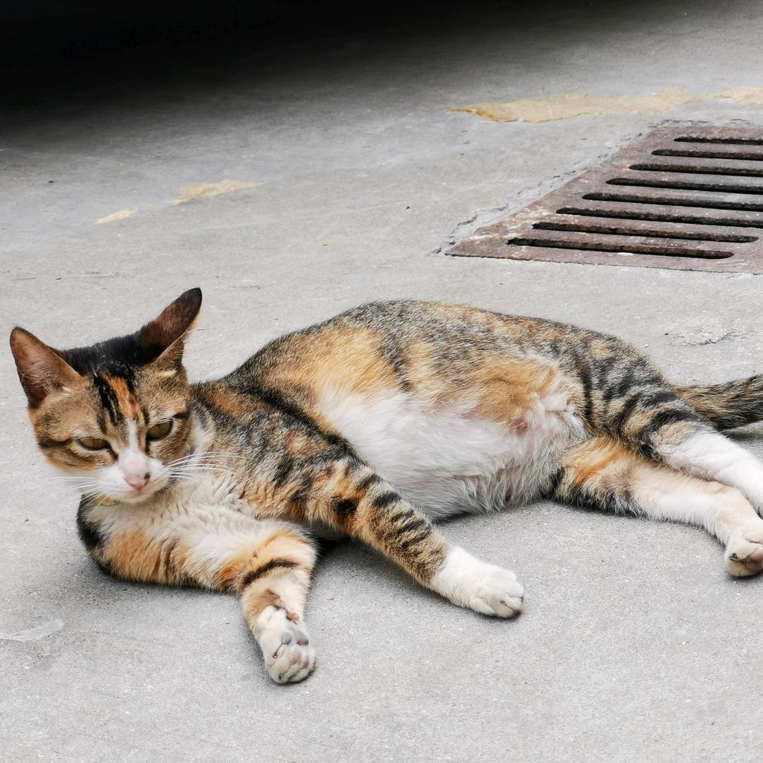 小海螺