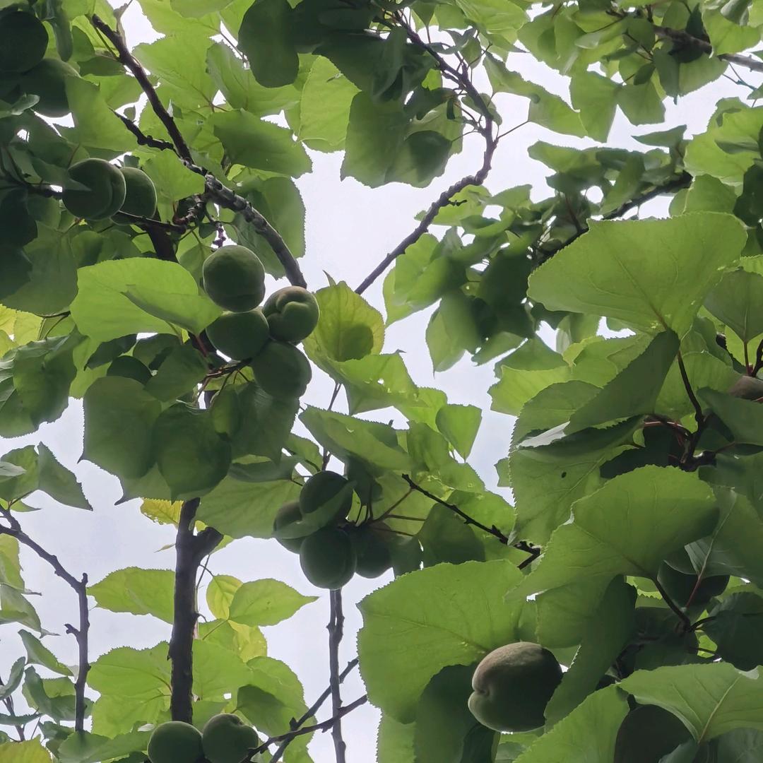春风化雨