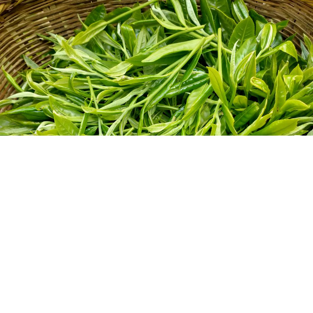 啊里古茶坊明天会更好