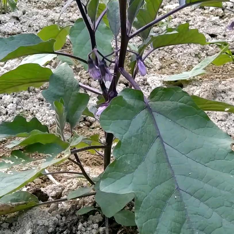 、、，么∴、、:、、女