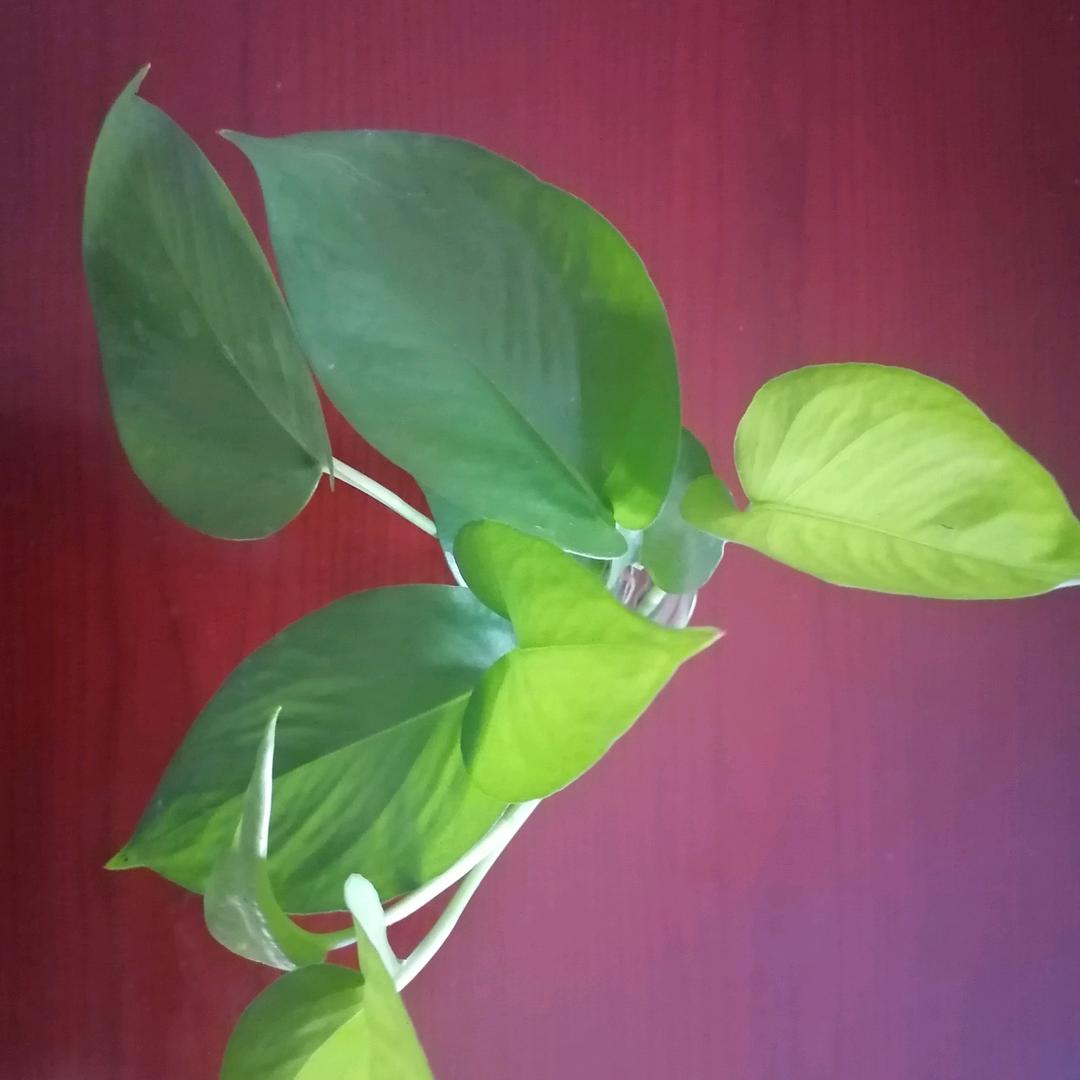 积极生活