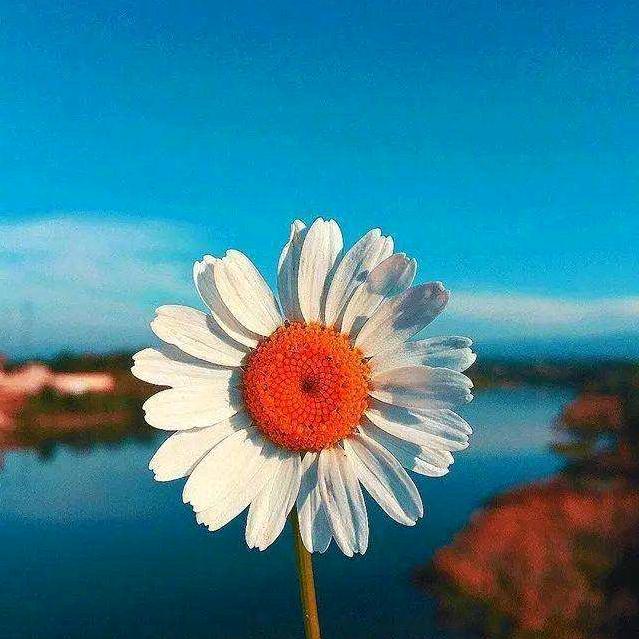 芷月