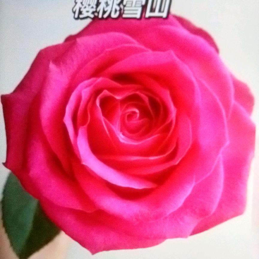 开心快乐