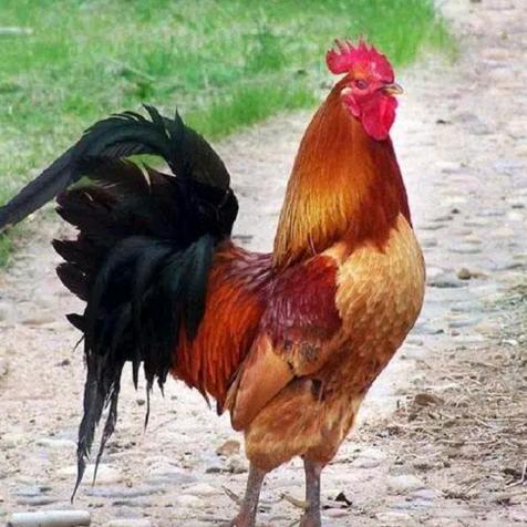 涡淮农庄柴锅鸡官方号