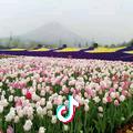 小琦琦