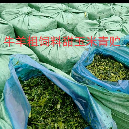 惠州甜玉米青贮