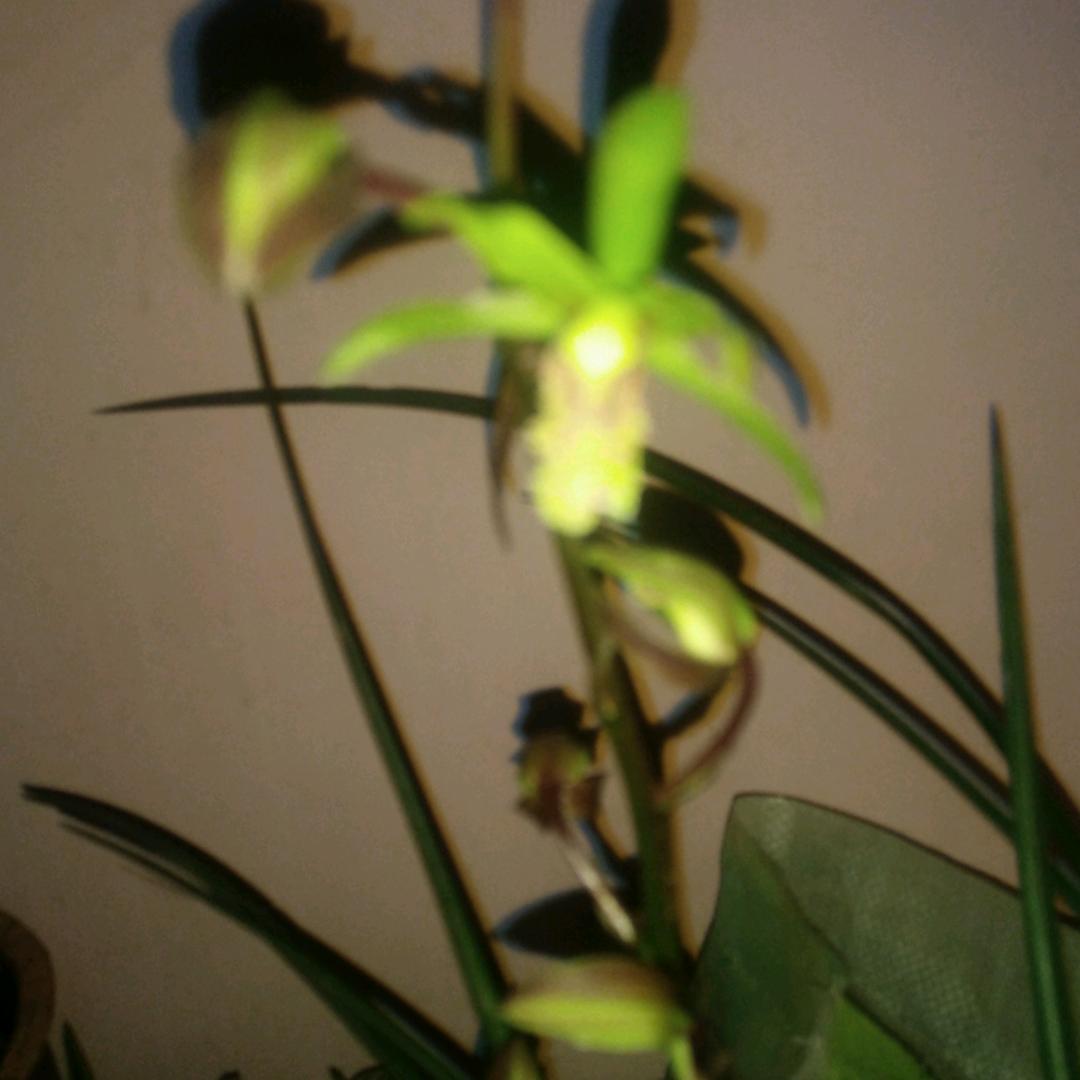 篮天