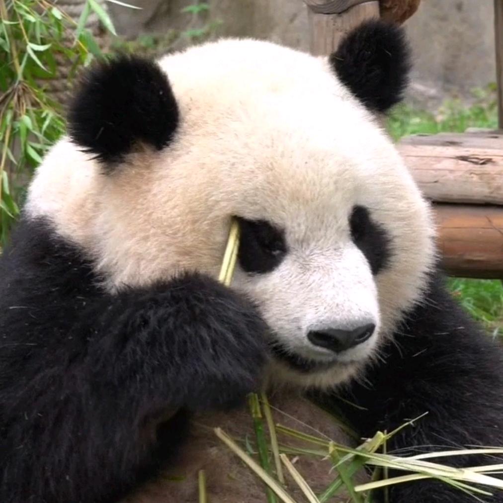 放养的猫猫🐼