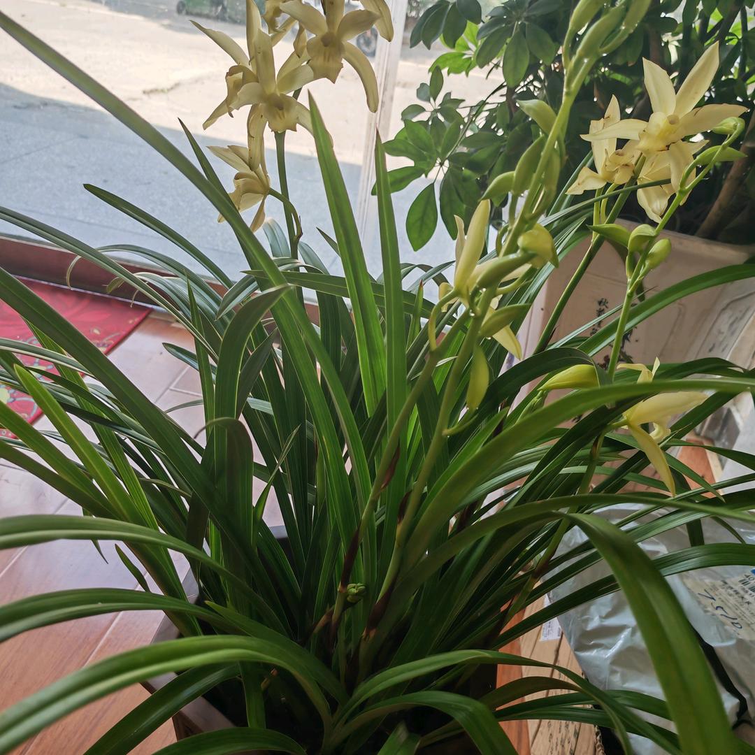 烟成瘾