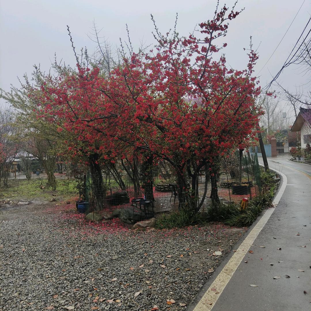 九安芙蓉头像