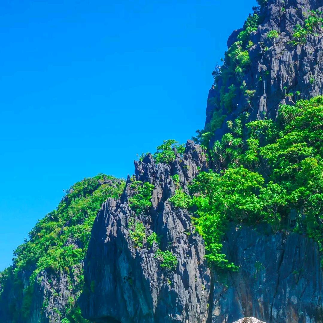 三十二号食用菌免费