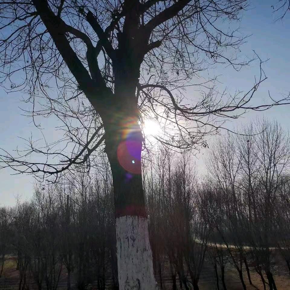 梦想家