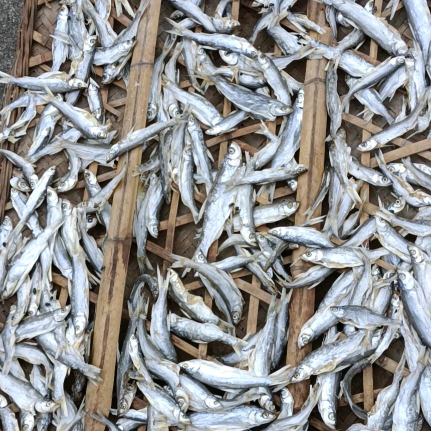 家禽（沈桃然）鸡鸭鹅批发