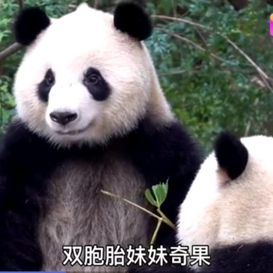 熊二爱吃蜂蜜
