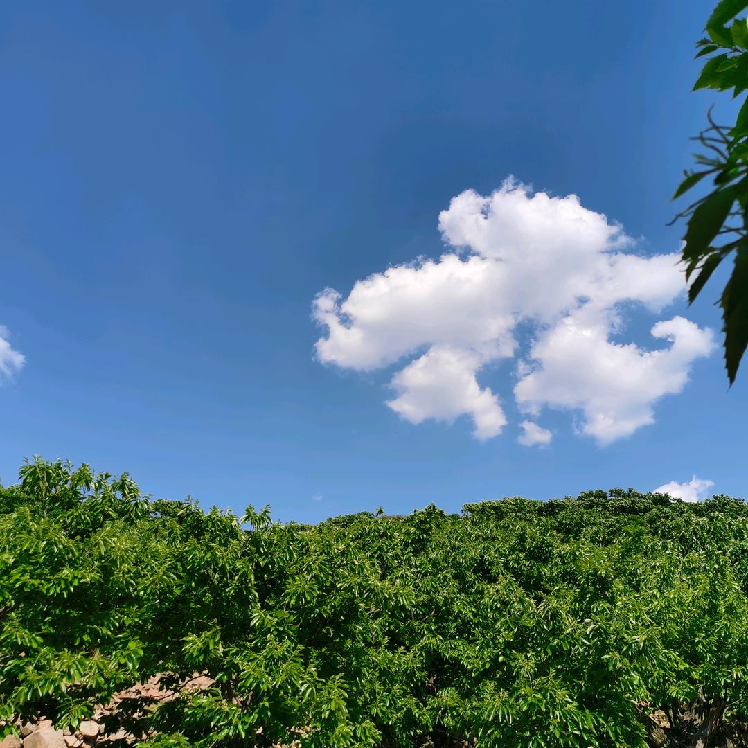雄峙天东