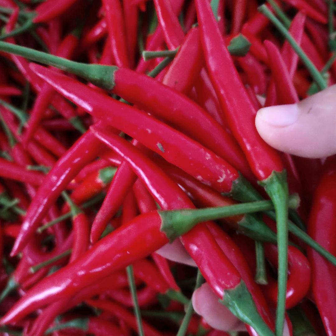 竹林大蒜欢迎你