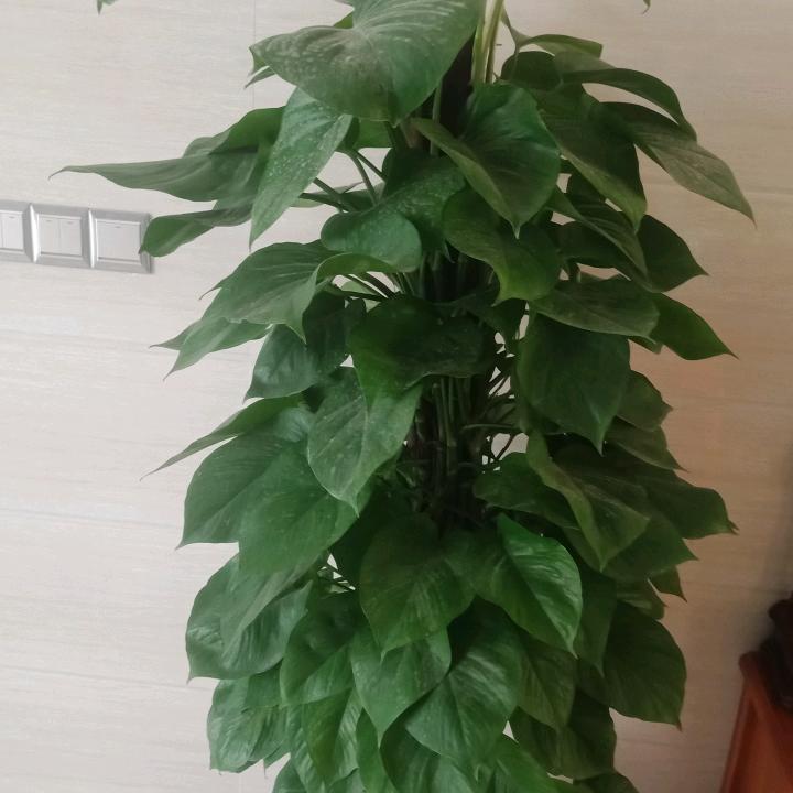 苏Z，快乐人家，