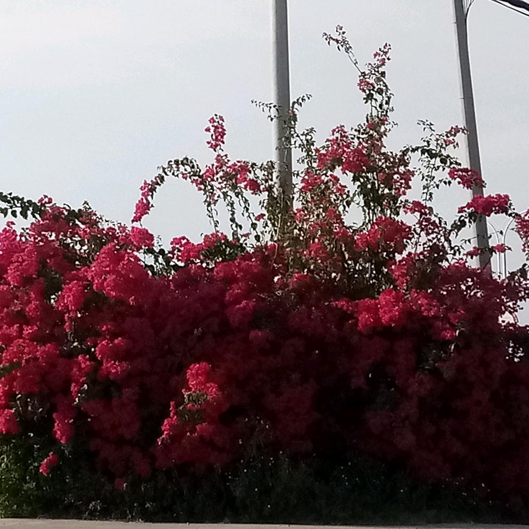 锋锋影视