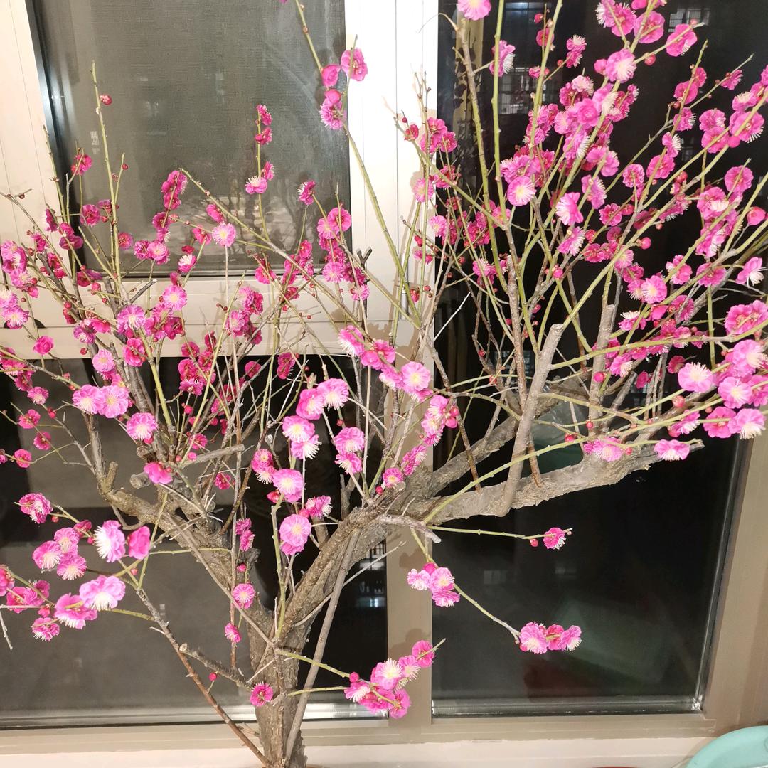 高寒秋月