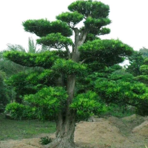平凡人生