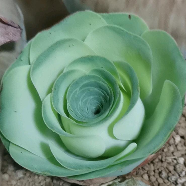 犇犇龙