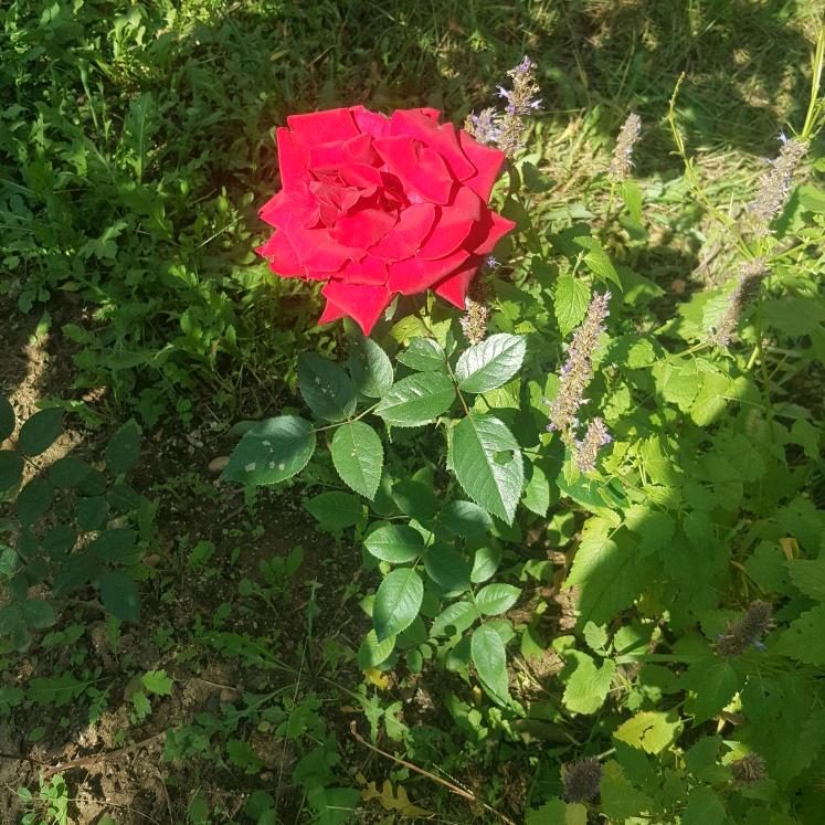 花好月圆