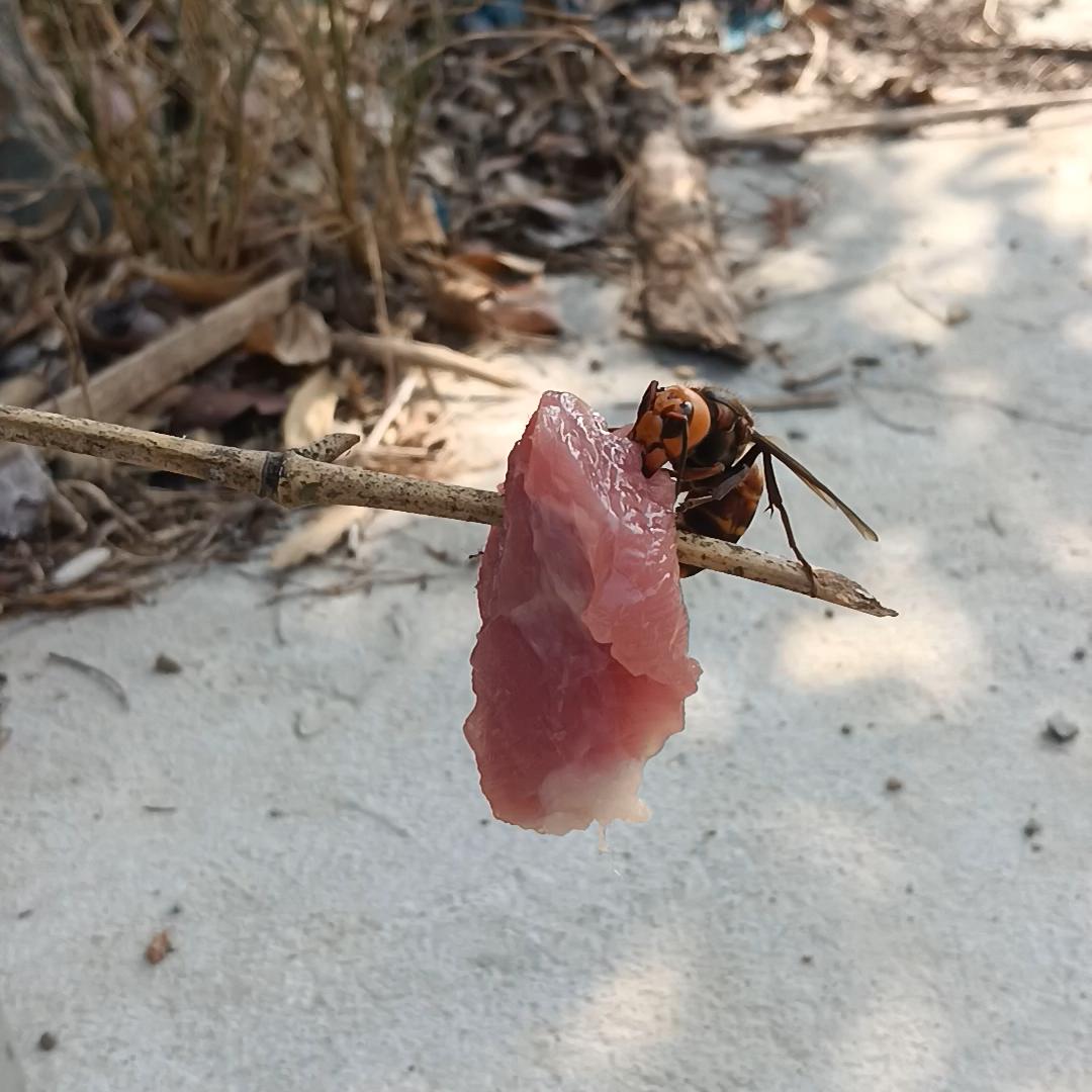 追蜂者