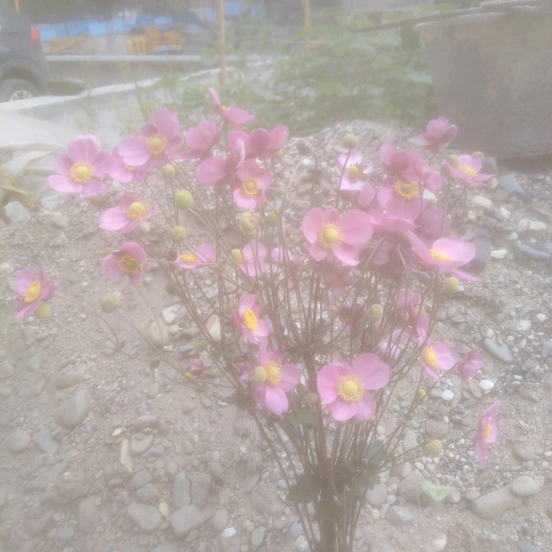 平凡人生