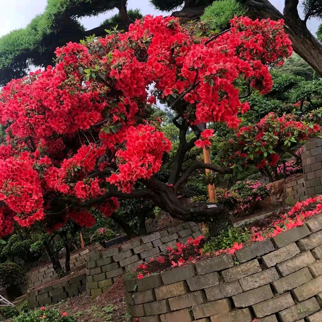 漳平市永福皋钥杜鹃园艺场基地清货