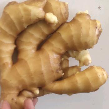 勇闯姜湖