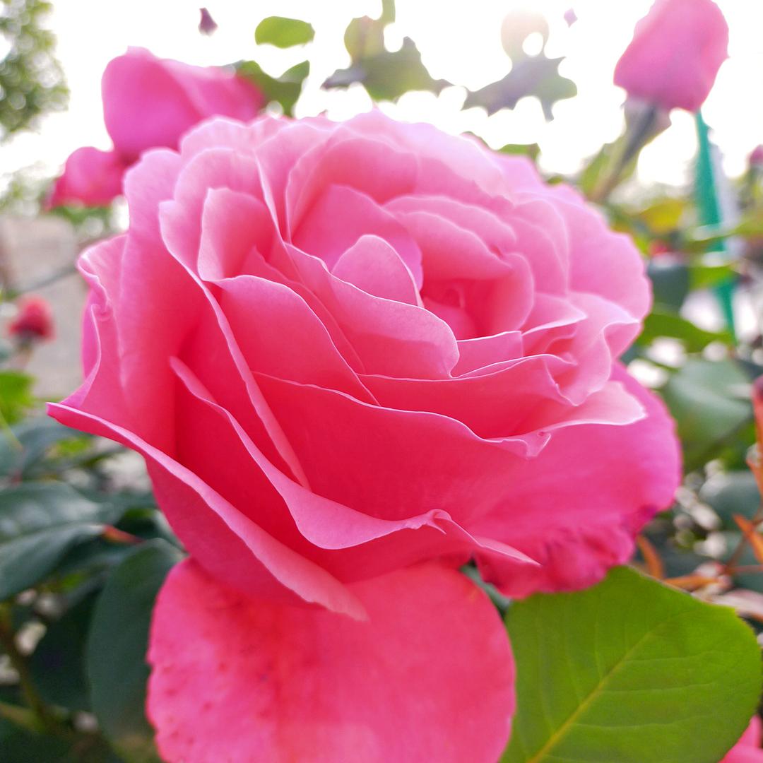 开心奶奶（老汪）谢绝私聊