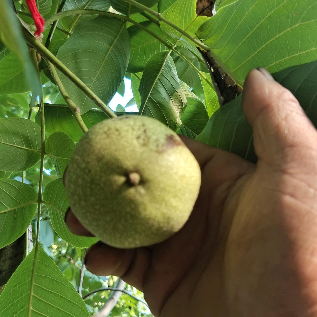 柏核奇缘