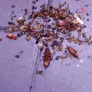 福清灭鼠，杀蟑螂