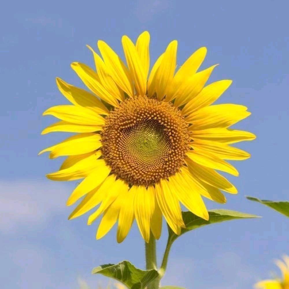 🌈牵着蜗牛去远行🌈