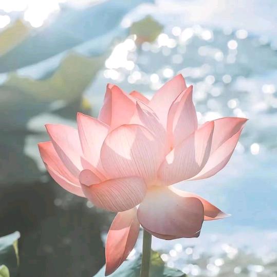 萧姜，琢晏