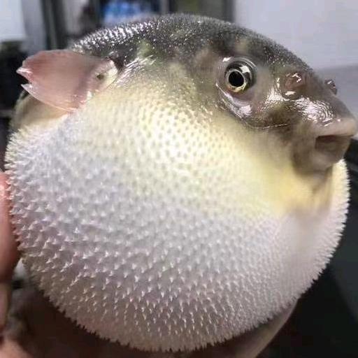 河豚妹(靖江农之源)
